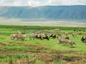 Read more about the article Ngorongoro Crater