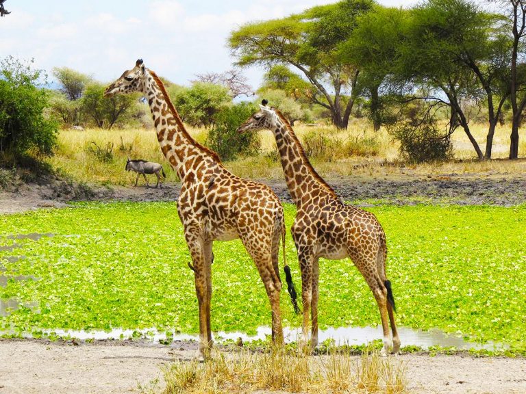 You are currently viewing Tarangire National Park