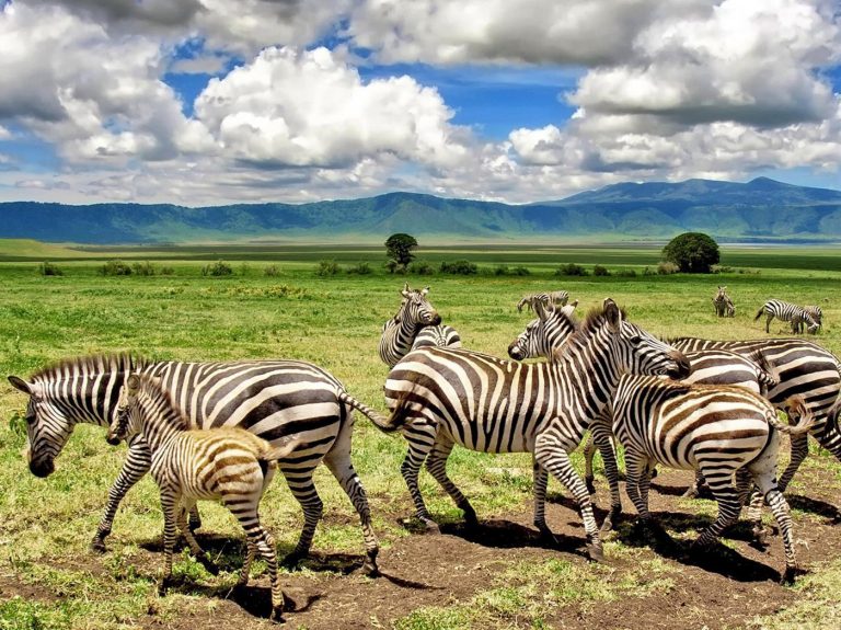 Read more about the article Where To Go on Safari in Tanzania