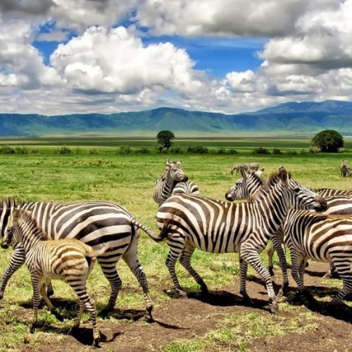 Where To Go on Safari in Tanzania